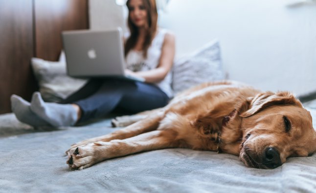 Pet Friendly Office Spaces in London